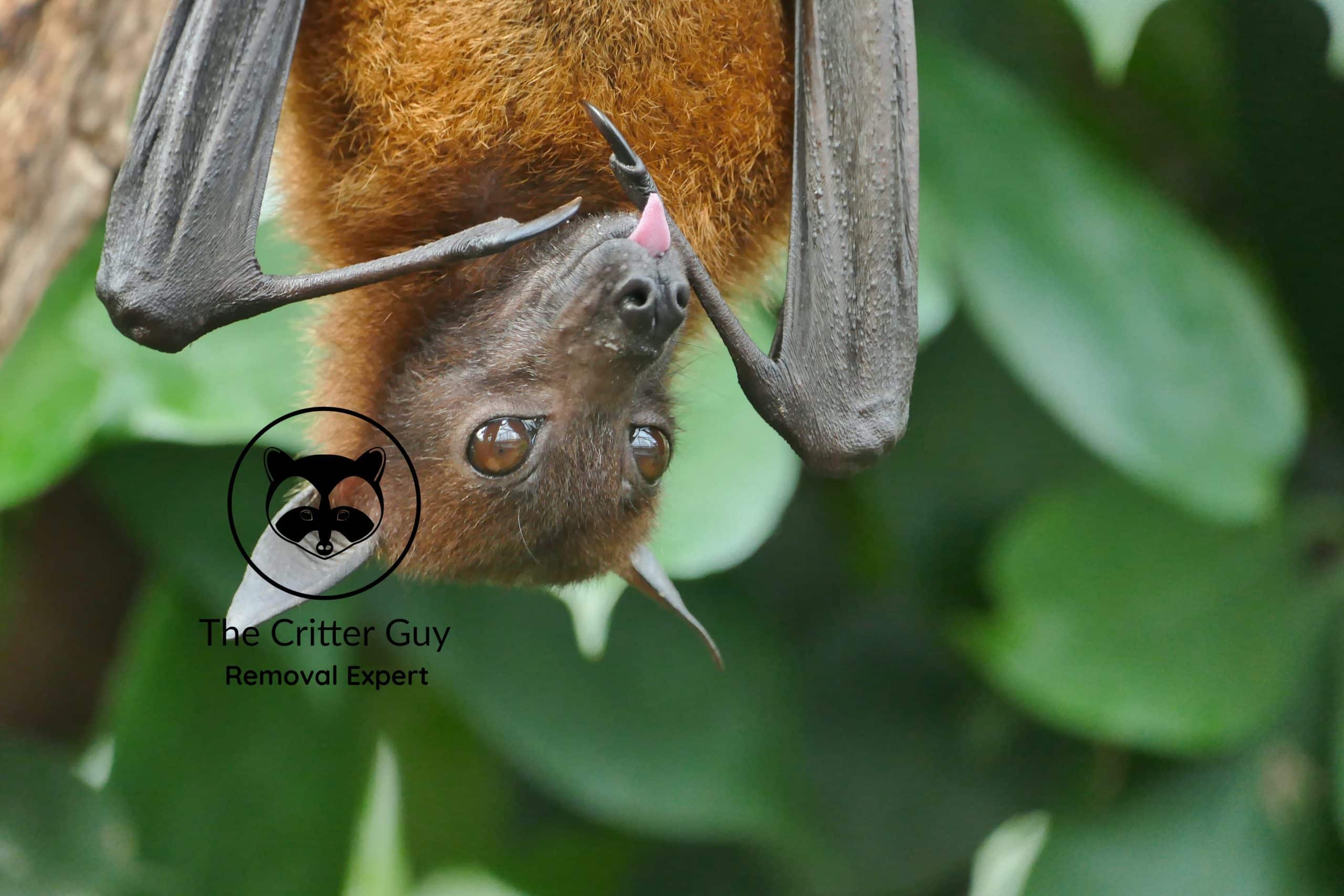 bat licking it's wings while relaxing upside down - goderich-ontario