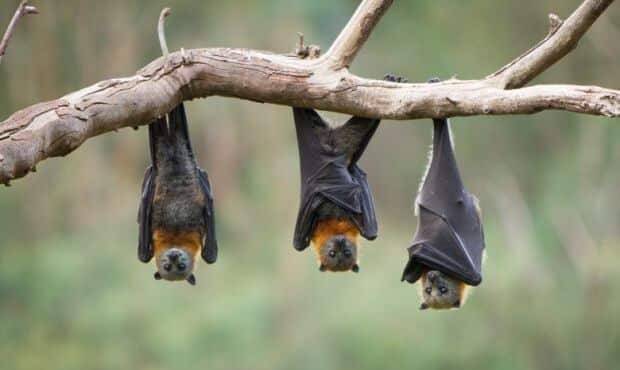 bats hanging bat removal