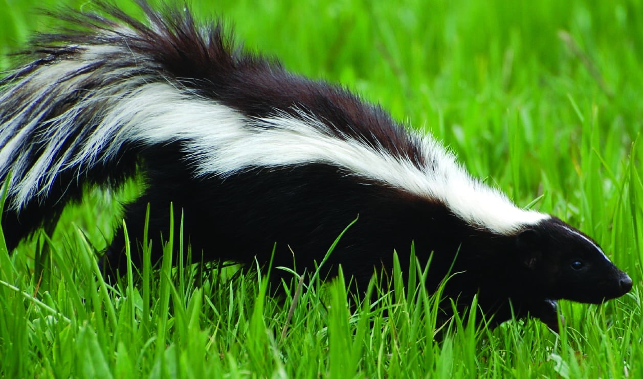 Skunk outdoors in grass