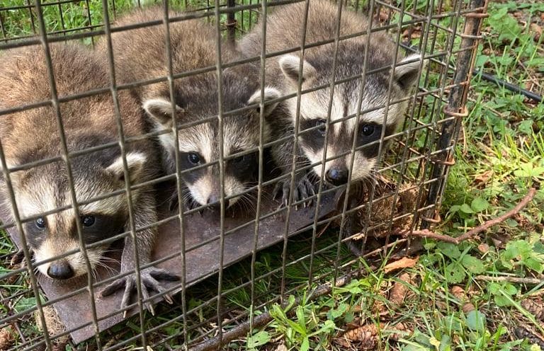 Raccoons in humane traps during raccoon removal