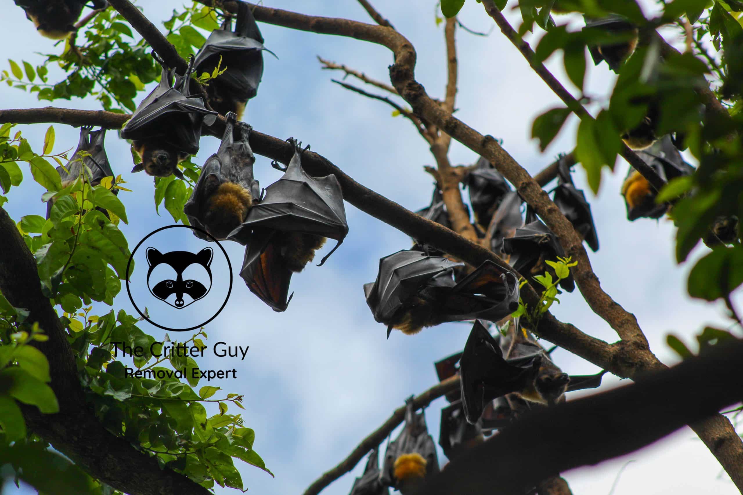 Bat colony resting in tree branches