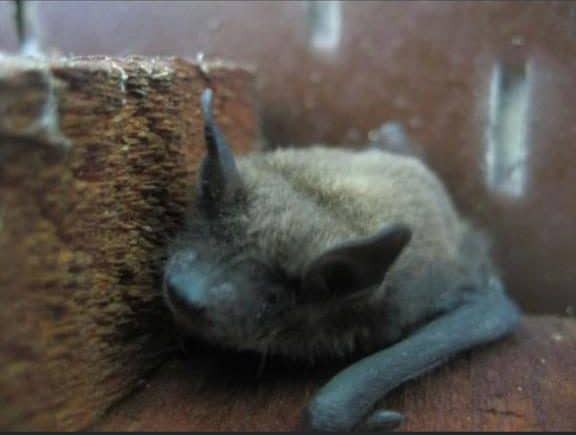 Bat in attic close-up