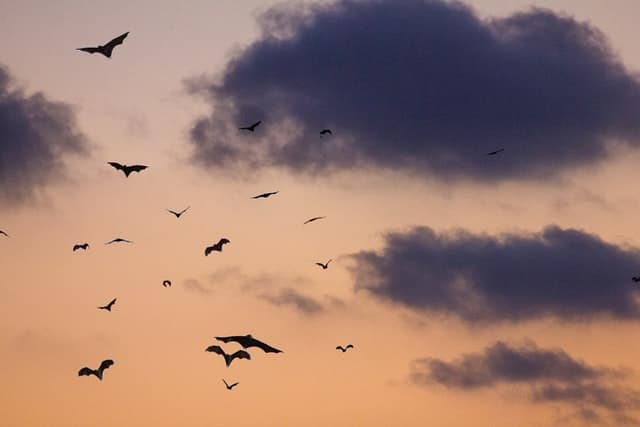 Bats in evening sky over the Bay