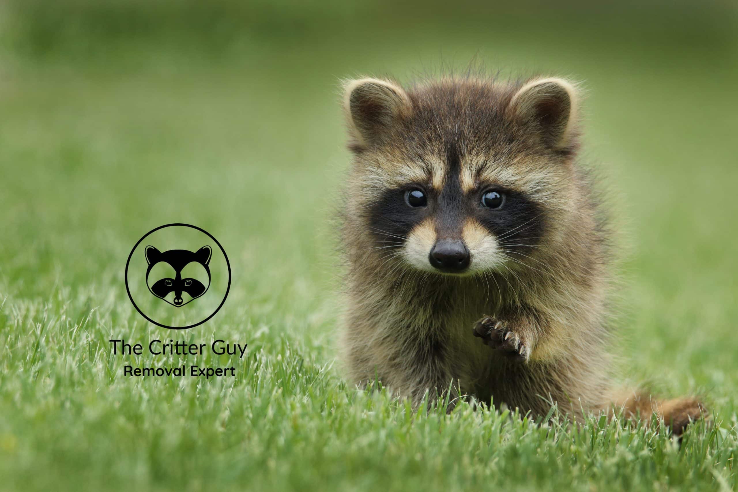 Raccoon kit in a grass field