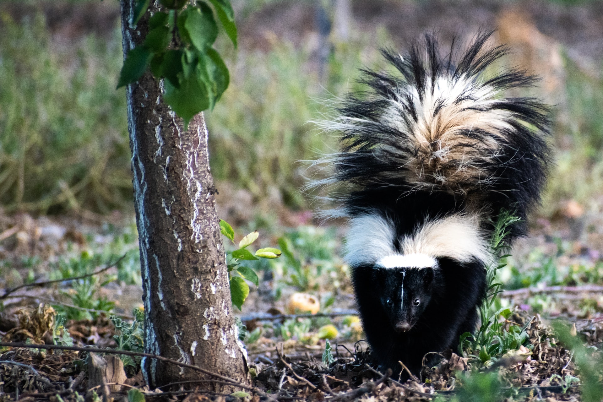Skunk walking near a young tree with its tail up