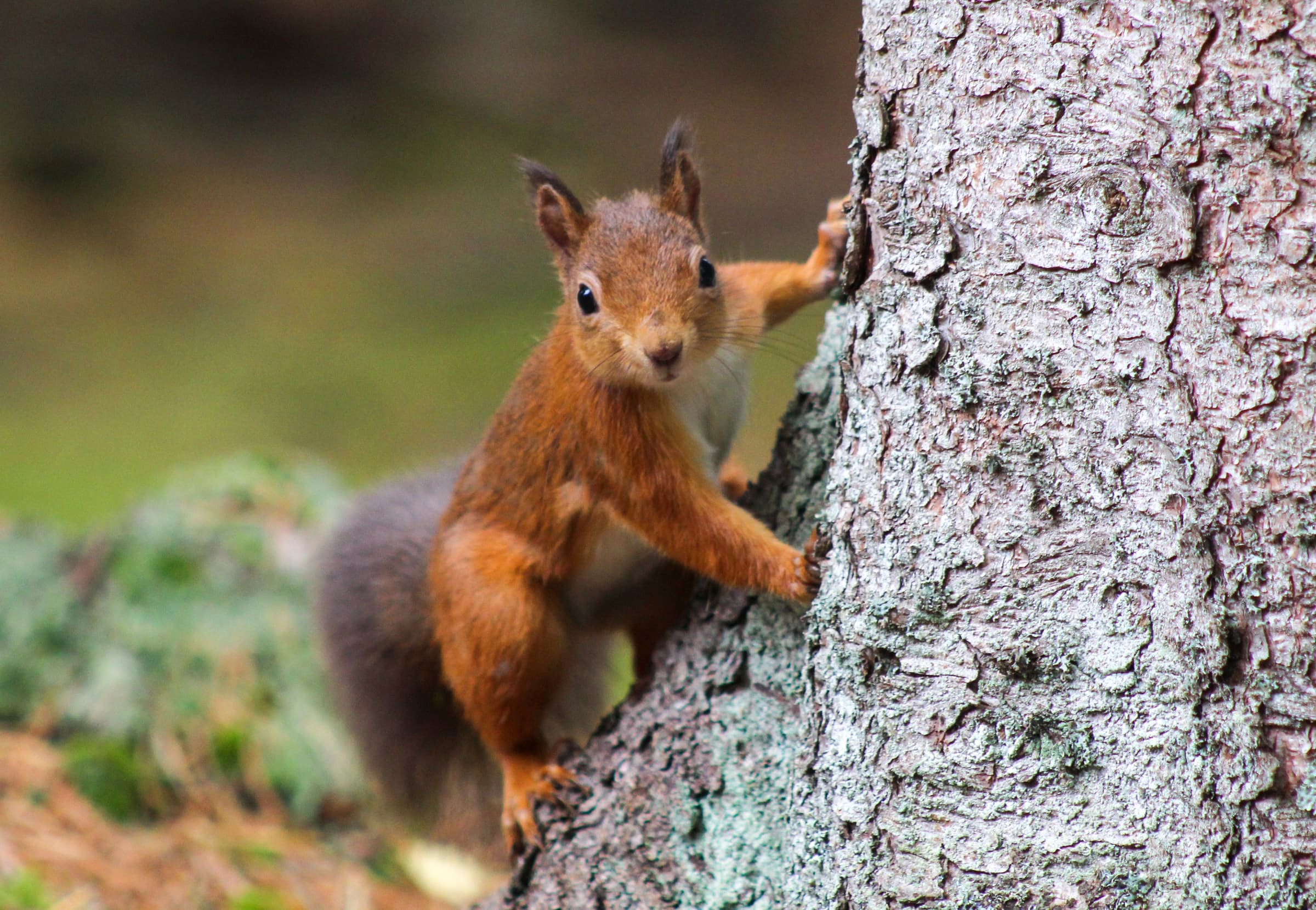 Squirrel on a tree looking at the camera