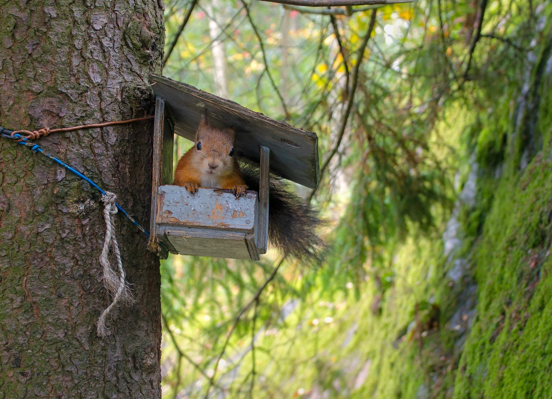 Squirrel sitting in a miniature house