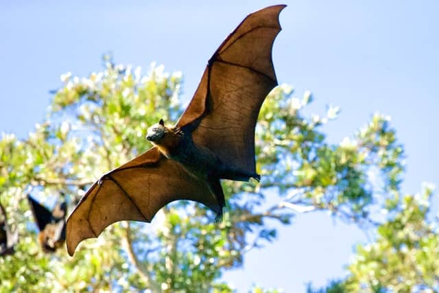 Bat flying against a blue sky