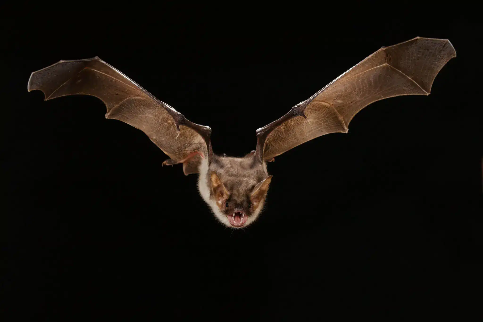 What To Do When You See A Bat Flying in the House?