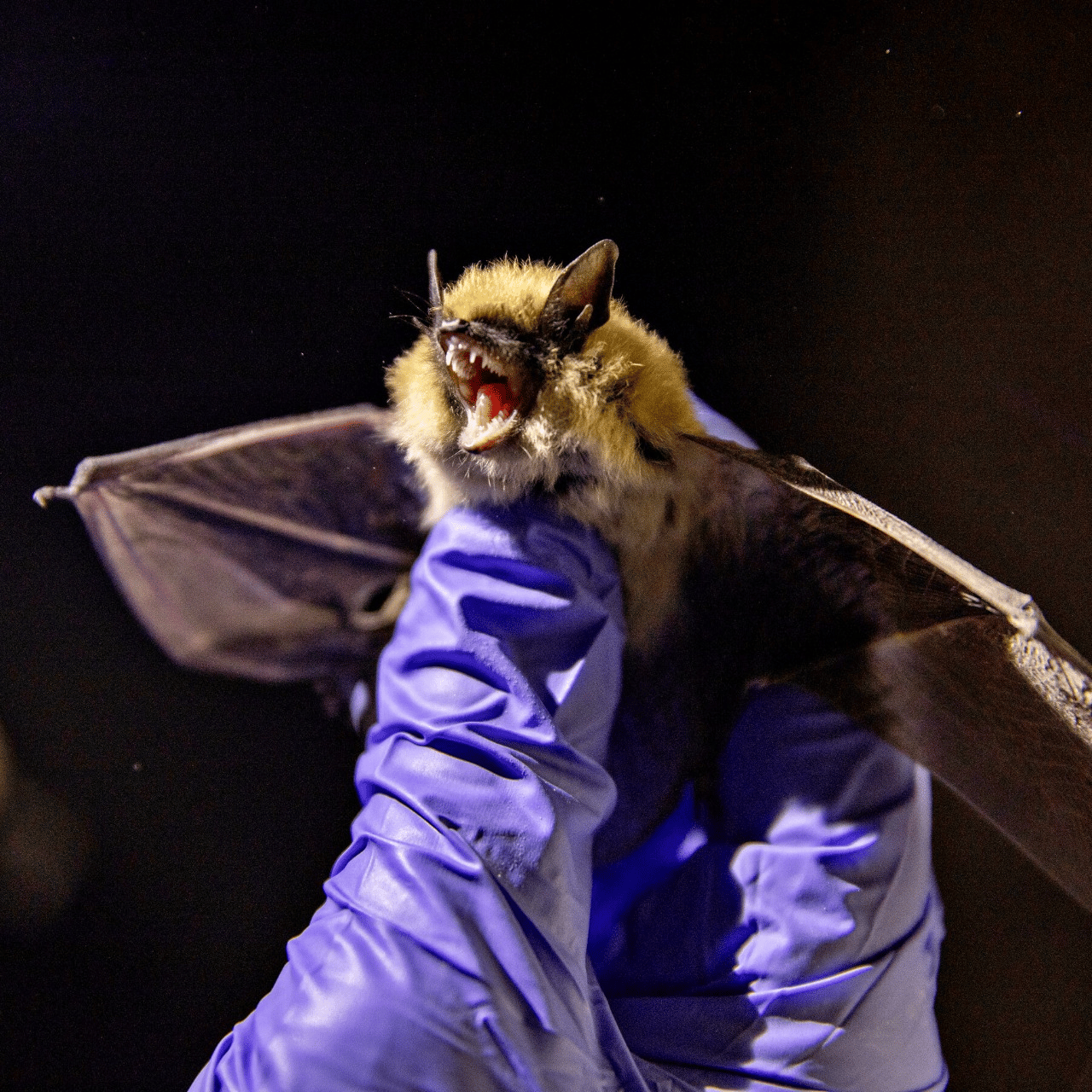 What To Do When You See Signs of Bats in House?