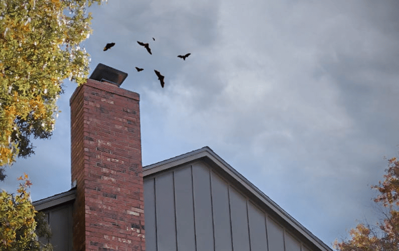 How to Remove Bats from Chimney?