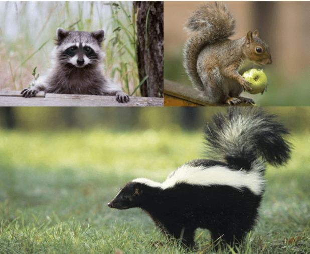 How much does it cost for wildlife removal?
