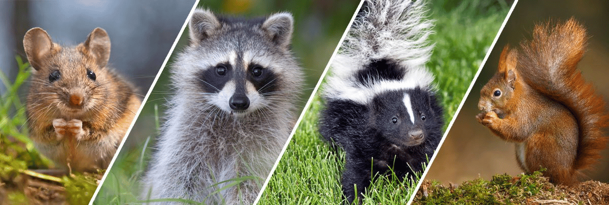 Who to Call for Wildlife Removal