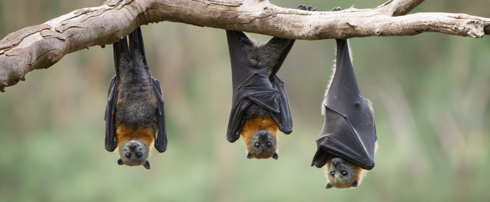 What time of year can bats be removed?