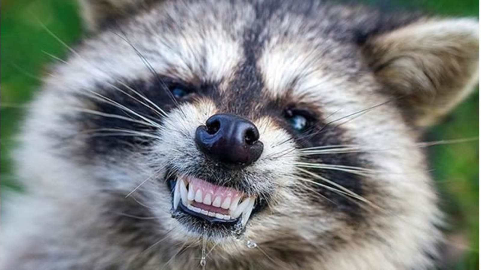 Distemper in Raccoon - Symptoms and Treatment.