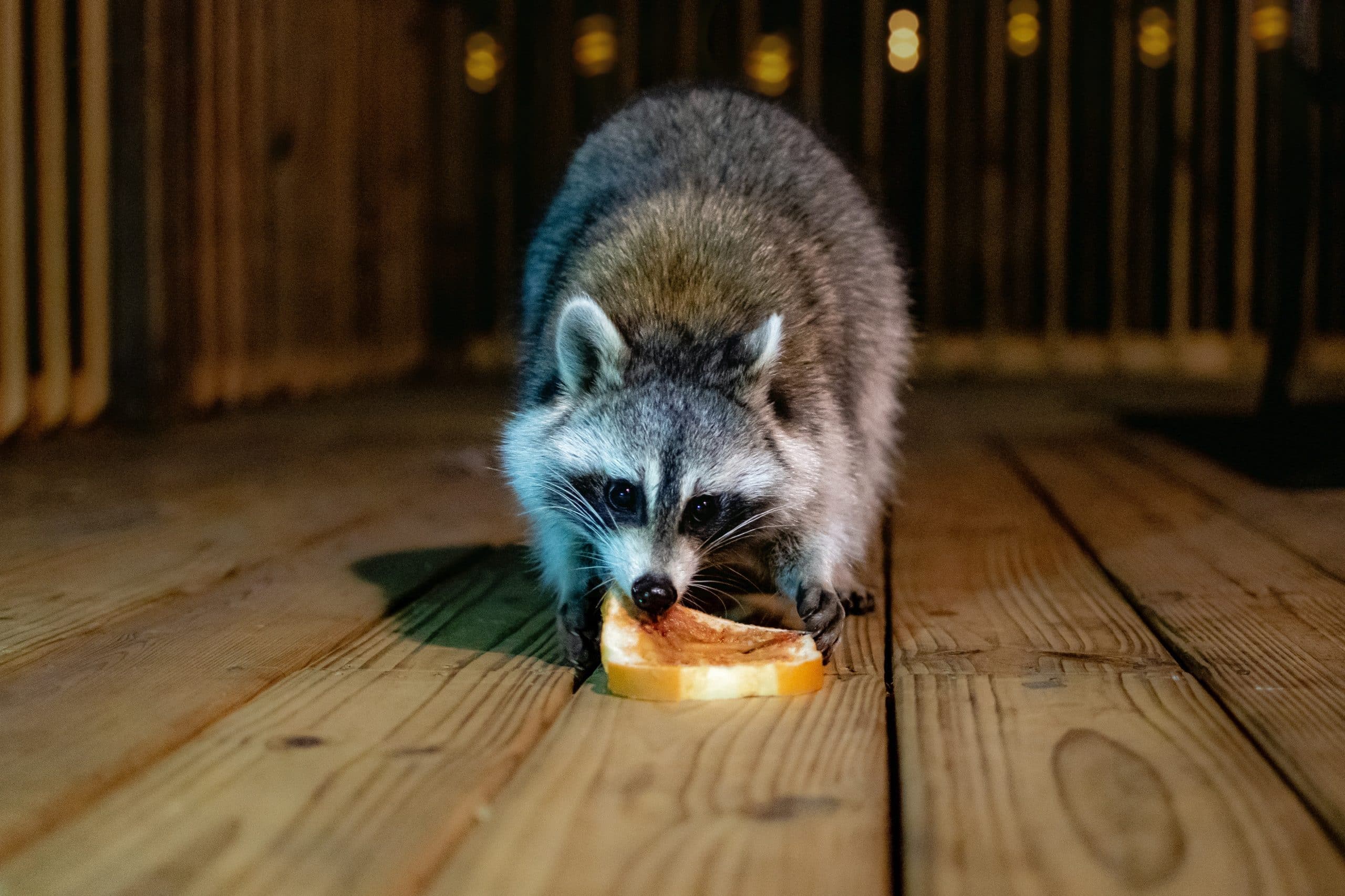 How To Get Racoons Out Of Attic?