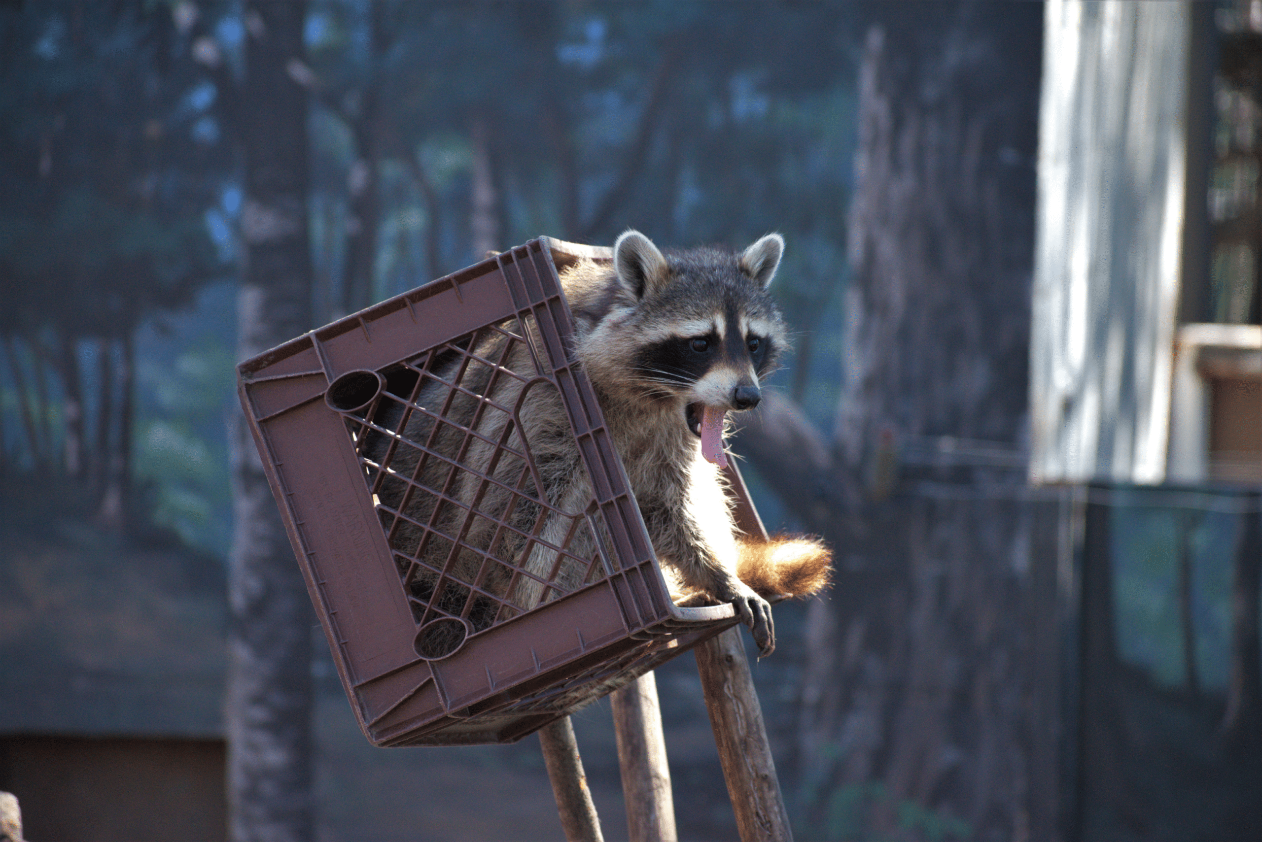 What does a wildlife removal specialist do?