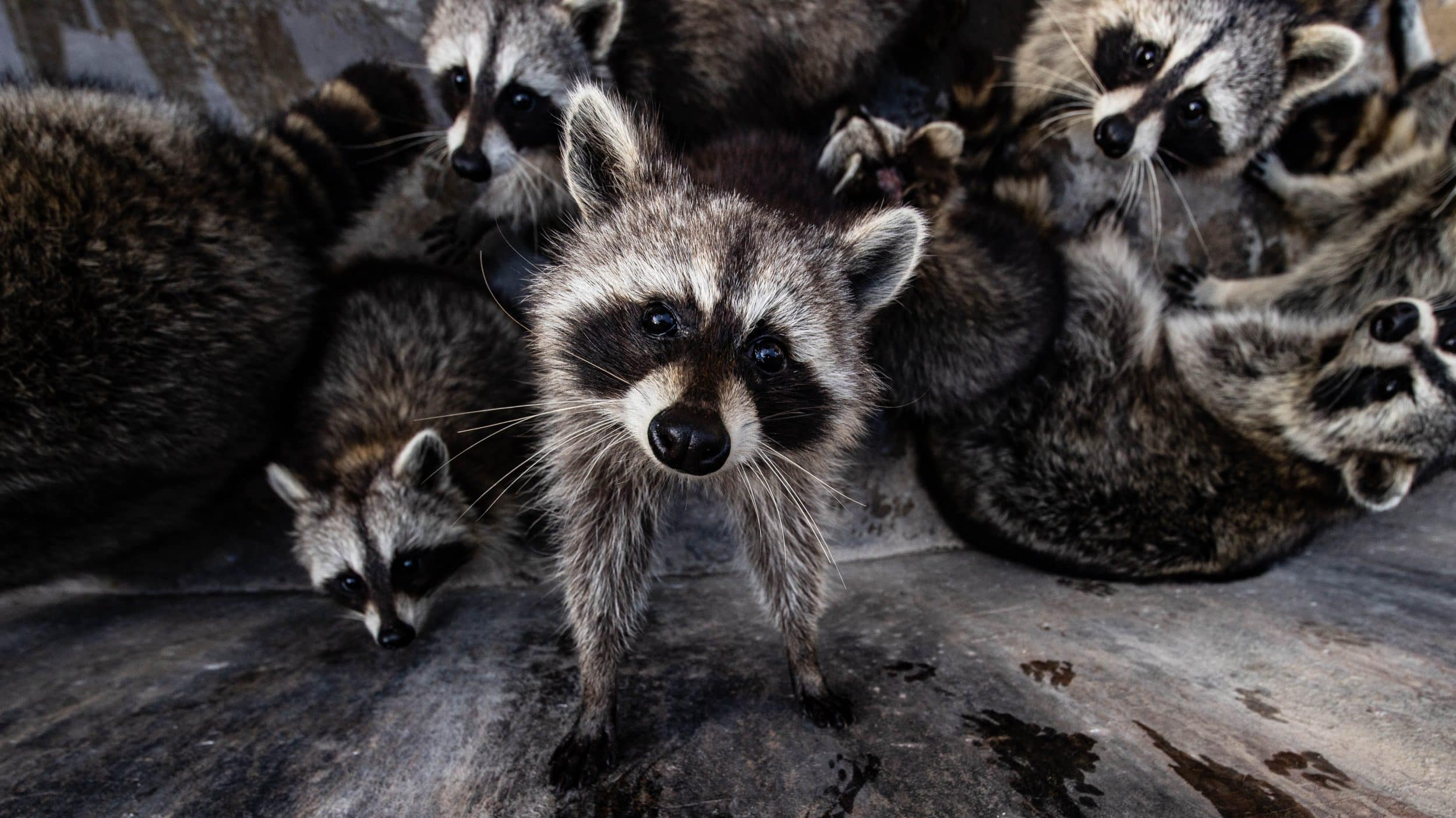 Understanding the Signs of Raccoon in Attic