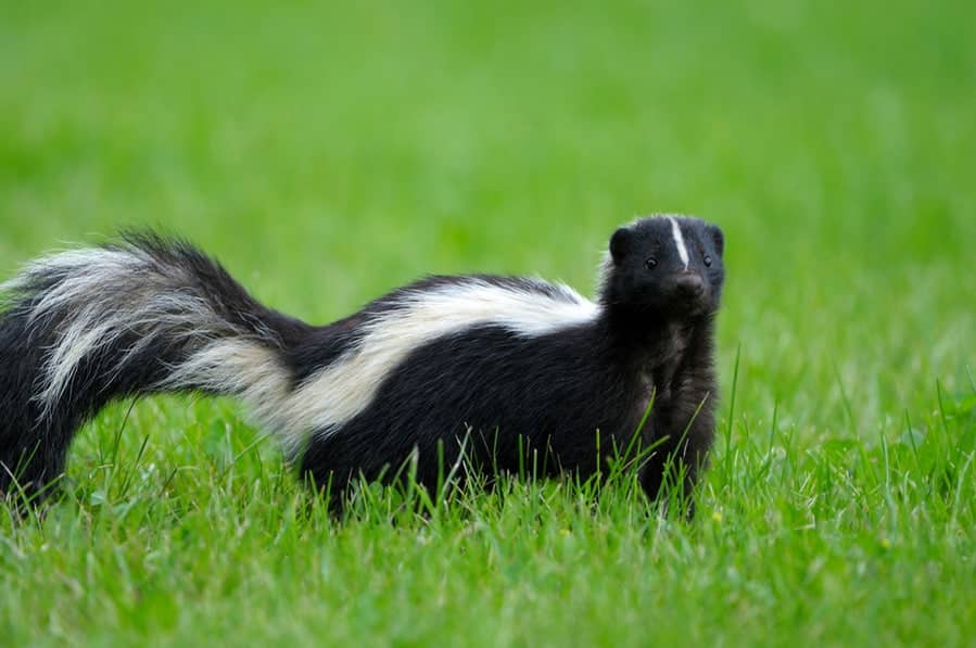 Skunk in the lawn