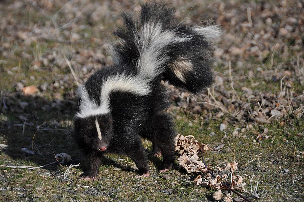 What Noise Do Skunks Make? A Comprehensive Guide to Identifying Skunk Sounds.