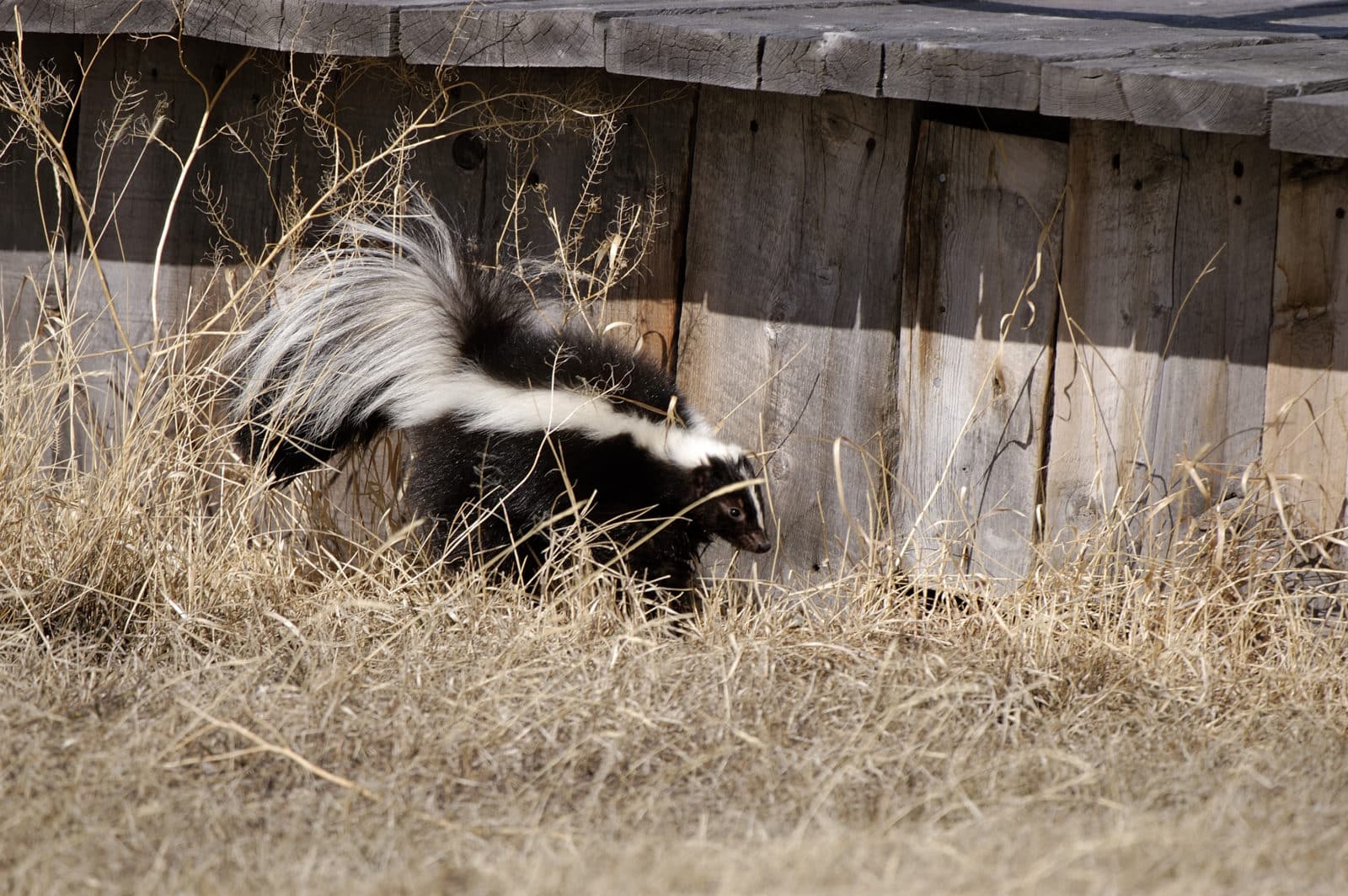 Skunk walking by the wooden deck
