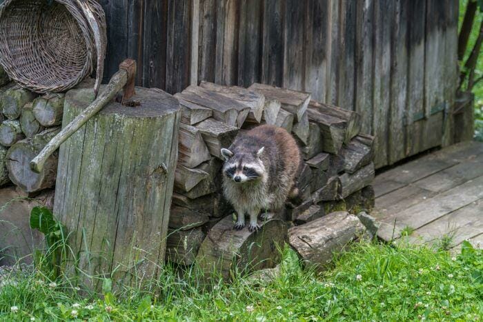How To Get Rid Of Raccoons Under The House And Deck?