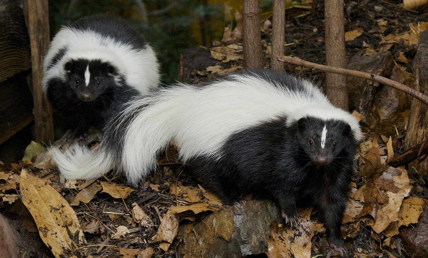 Two skunks in the wild