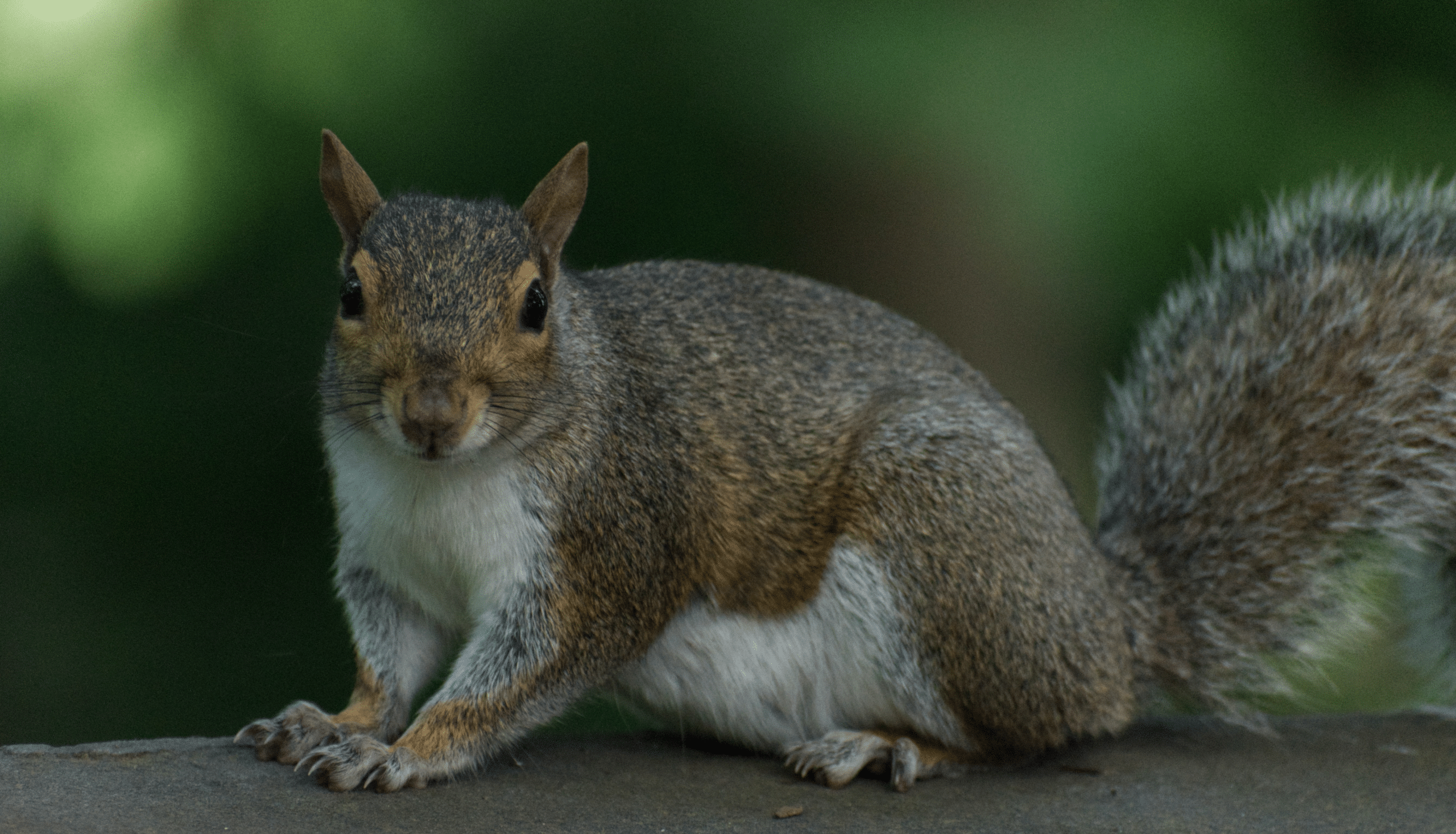 Squirrel