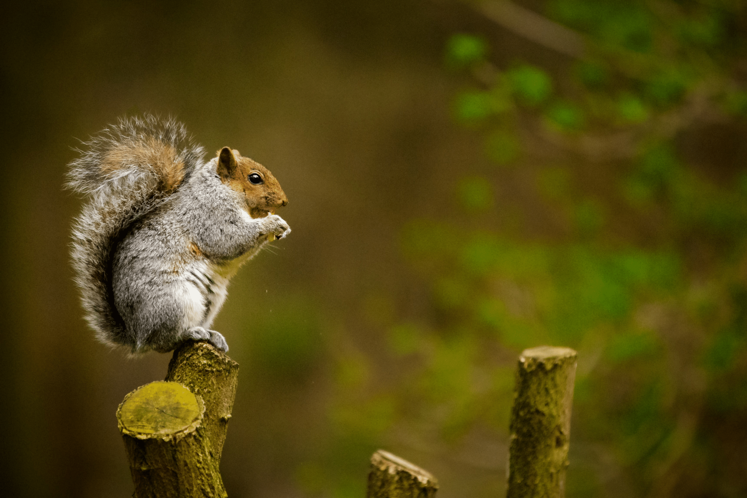 When do Squirrels have Babies in Ontario?