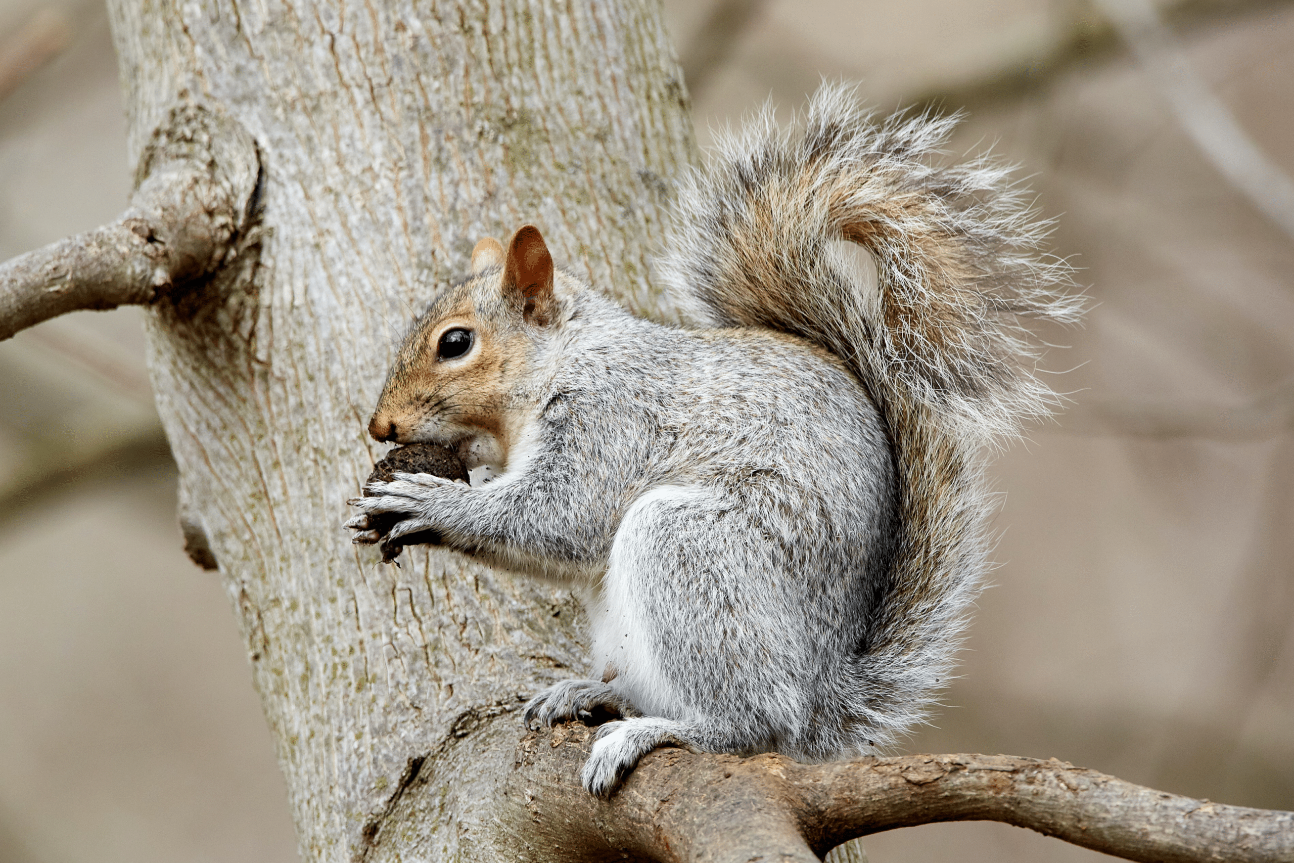 How to Get Squirrel Out of House?