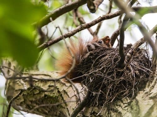 How to remove a squirrel nest and prevent damage to your home or property?
