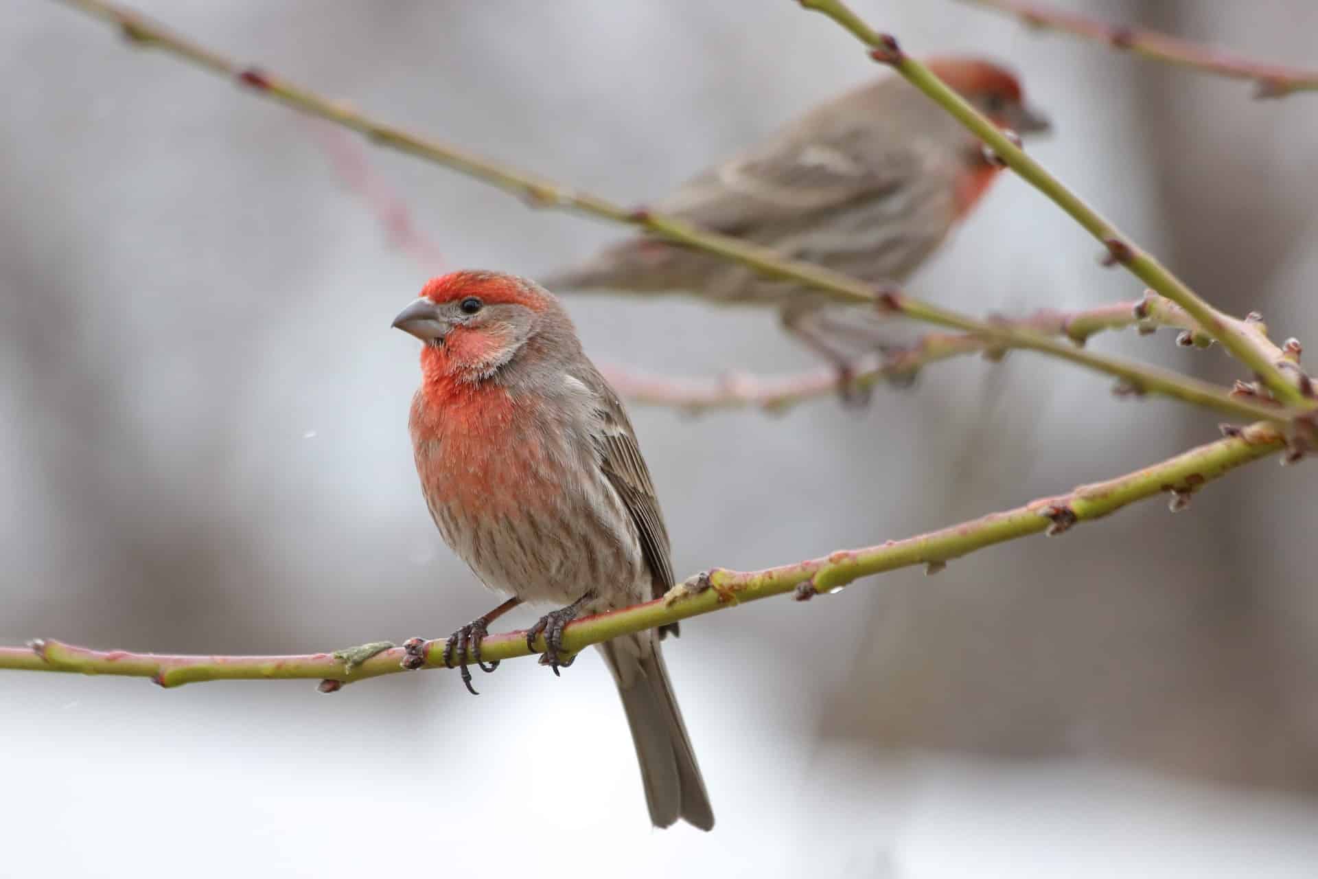 red-robin-how-to-remove-birds-from-attic